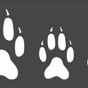 Stencil Wolf Print, Plastic Reusable